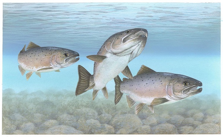 Graphic illustration of fish in water