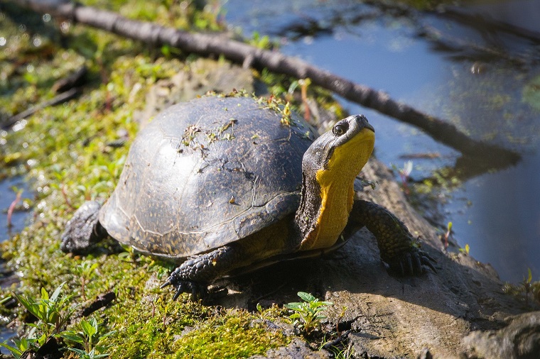 A Blanding’s turtle, an at-risk species, in Kejimkujik National Park (photo by Andrew Cannizzaro’ CC BY 2.0)