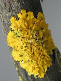 Xanthomendoza fallax, a lichen found in the University of Guelph arboretum (photo by T. McMullin)