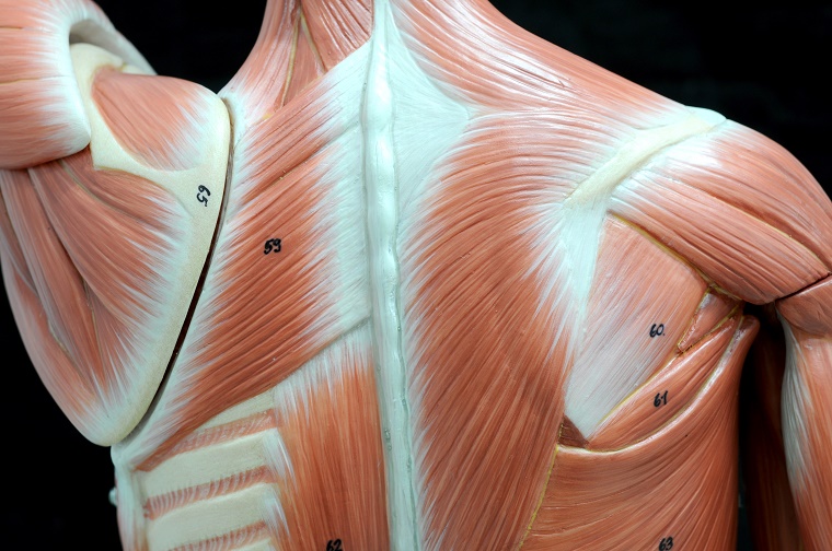 Anatomical model of back muscles