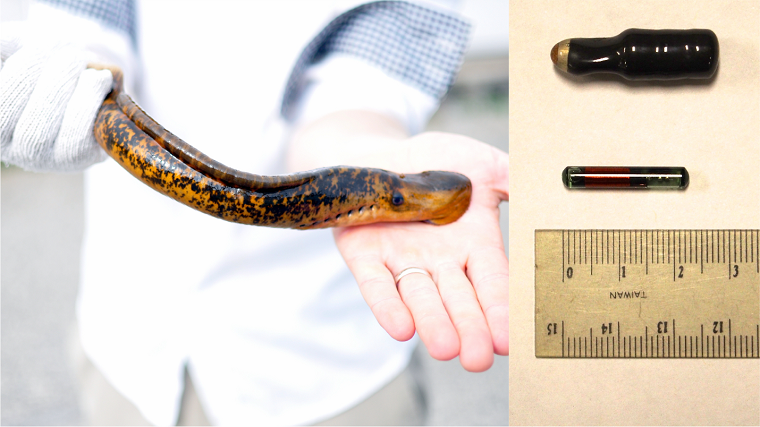 Left: An adult sea lampreys (photo by A. Miehls, GLFC); Right: A larger acoustic tag and smaller passive integrative transponder tag used in capture-mark-recapture of sea lampreys (photo by Jessi Nelson-Duck)