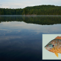 A view of Ashby Lake, Ontario. Inset: illustration of a pumpkinseed fish (image by Duane Raver, USFWS)