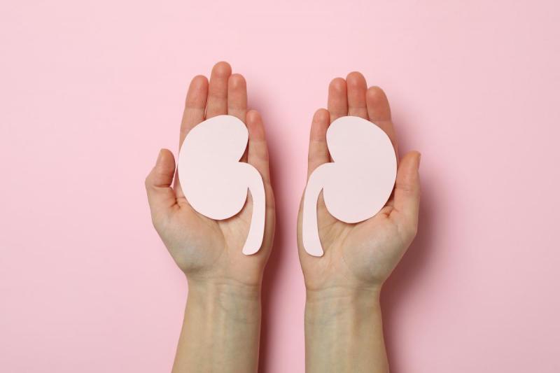 Hands hold two papers in the form of kidneys
