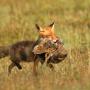 Fox carrying a prey in its mouth