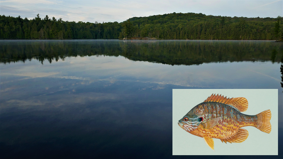 A view of Ashby Lake, Ontario.  Inset: illustration of a pumpkinseed fish (image by Duane Raver, USFWS)