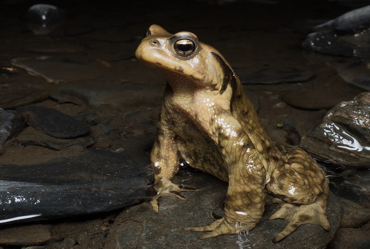 A male Asiatic toad, Bufo gargarizans (photo by Z. Yao)