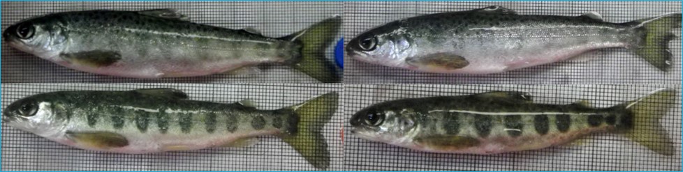 Young salmon showing variation in parr marks (photo by S. Pedersen)