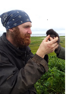 Graduate student Joshua Cunningham in the field with an auklet nestling (photo by S. Jacobs)