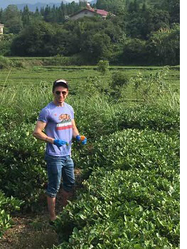 Faller collecting tea leaves in China for analysis
