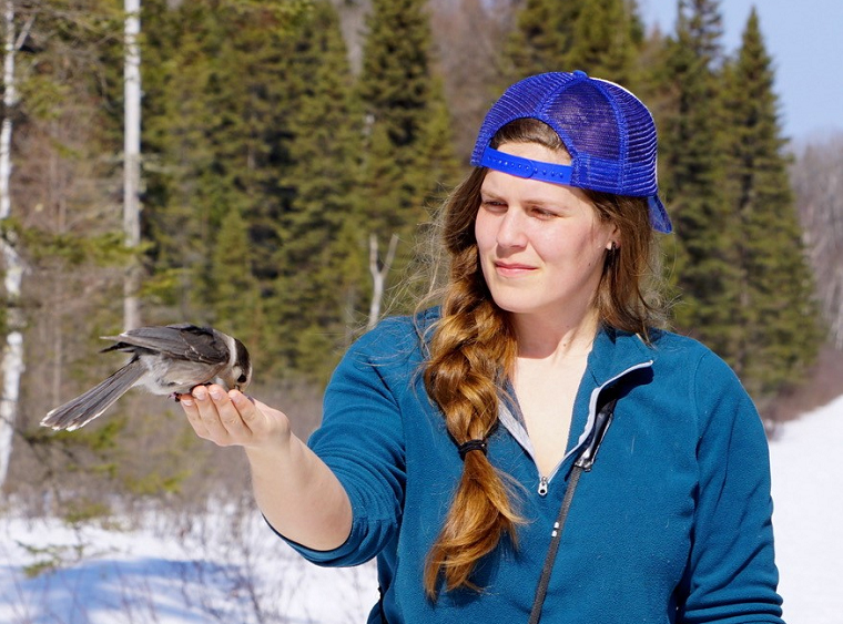 PhD candidate Koley Freeman hand feeds a Canada Jay in Algonquin Provincial Park (photo by A. Newman)