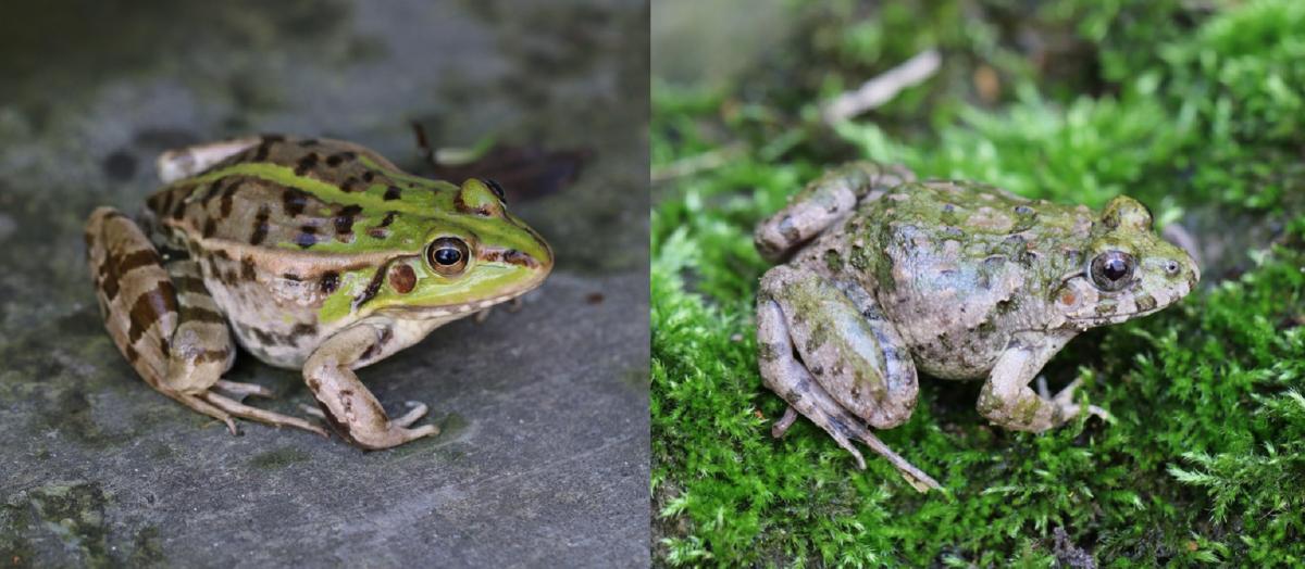 Closely related frogs Pelophylax nigromaculatus (left) and Fejervarya limnocharis (right) respond in different ways to environmental changes (Photo by Y. Wu)