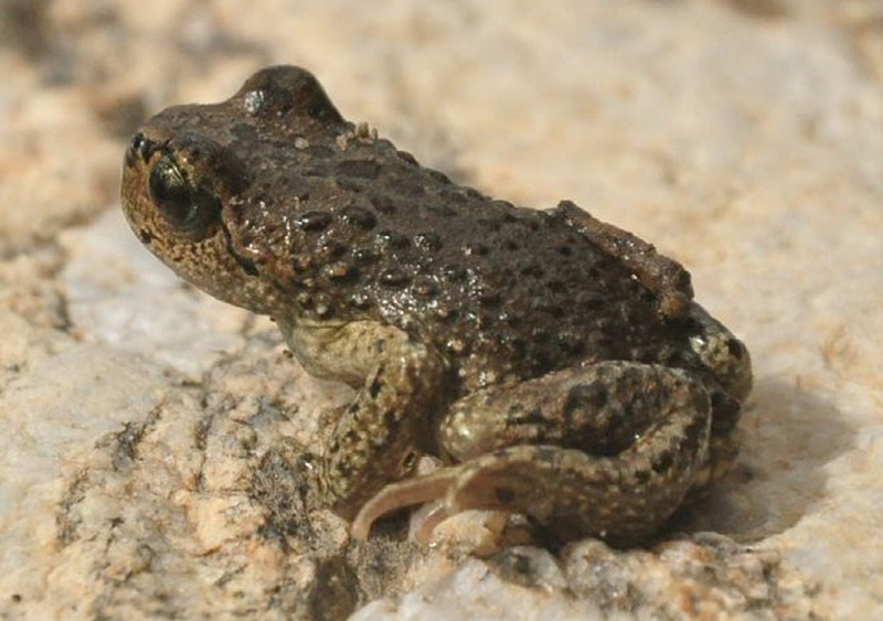 Scuteri boulengeri, a frog that lives at high elevation (Photo by Subba et al., CC BY 4.0)