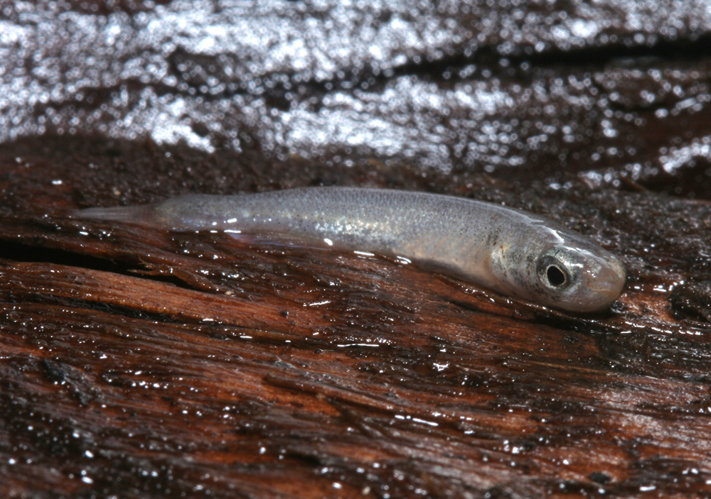 The amphibious fish Kryptolebias marmoratus (photo by P. Wright)
