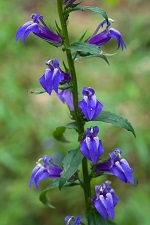 A Lobelia plant growing in the wild (photo by Eric Hunt, CC BY-SA 4.0)