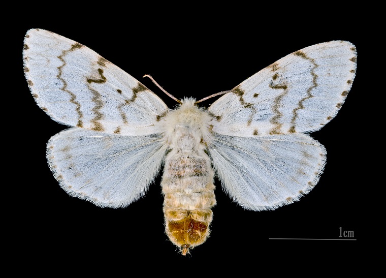 The gypsy moth, Lymantria dispar, an invasive species native to Europe (photo by  Didier Descouens, CC BY-SA 4.0)