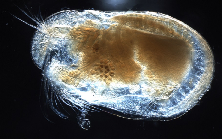 An ostrocod or “seed shrimp"