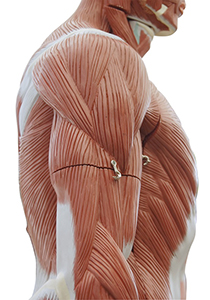 Medical model of the human body showing muscles without skin