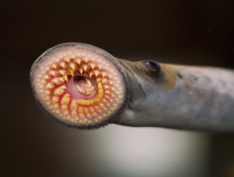 The invasive sea lamprey, Petromyzon marinus, upclose with the mouth open (photo by NOAA Great Lakes Environmental Research Laboratory, CC BY-SA 2.0)