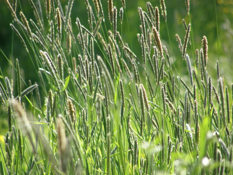Plants such as Timothy Grass that “move” in the wind capture more pollen than stationary plants (photo by Sparkleice, CC BY-NC-ND 2.0)