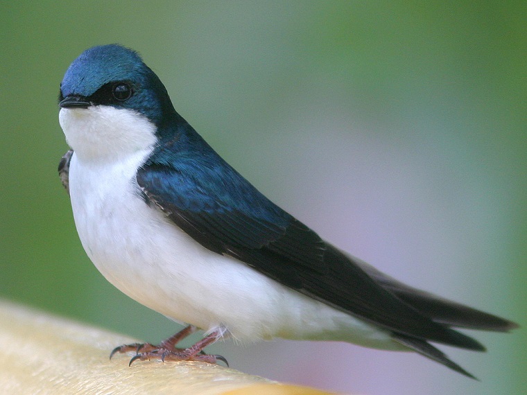 Tree swallow (bird) upclose