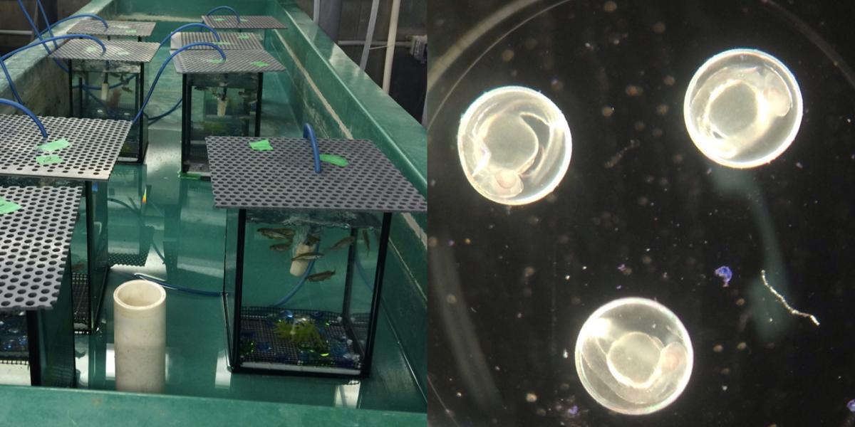 Zebrafish growing tanks (left) and Zebrafish embryos (right) (J. Matsumoto)