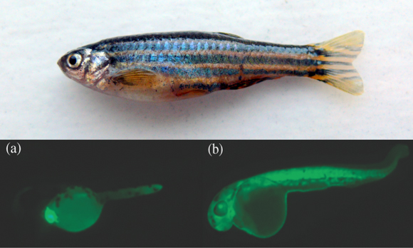 Zebrafish, adult at the top (Pogrebnoj-Alexandroff CC BY-SA 3.0) and embryo at the bottom (Todd Gillis)
