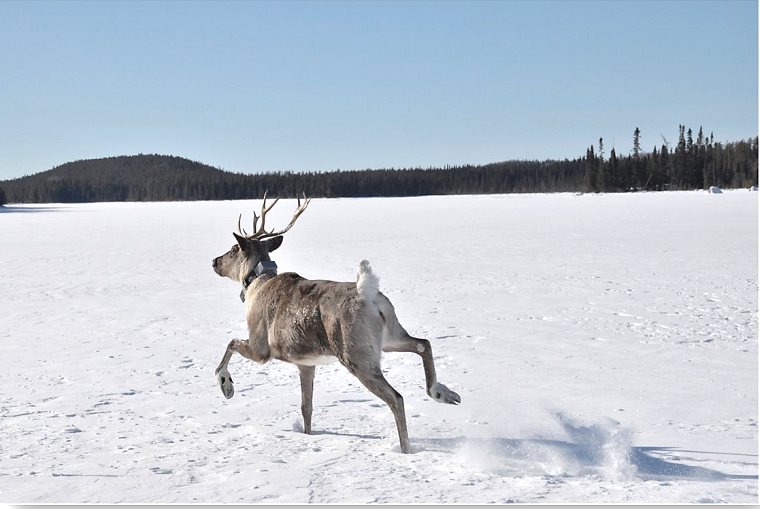 A collared woodland caribou in Northern Ontario (photo by Tal Avgar)
