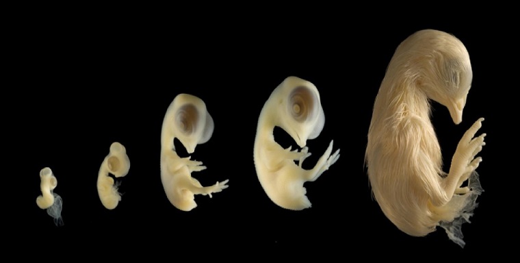 Showing various stages of development of a chicken embryo