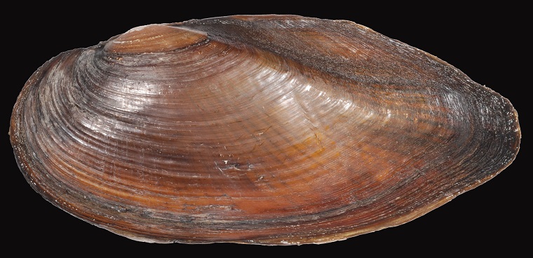The Eastern Pond Mussel (photo by the Smithsonian Environmental Research Centre, CC BY 2.0)