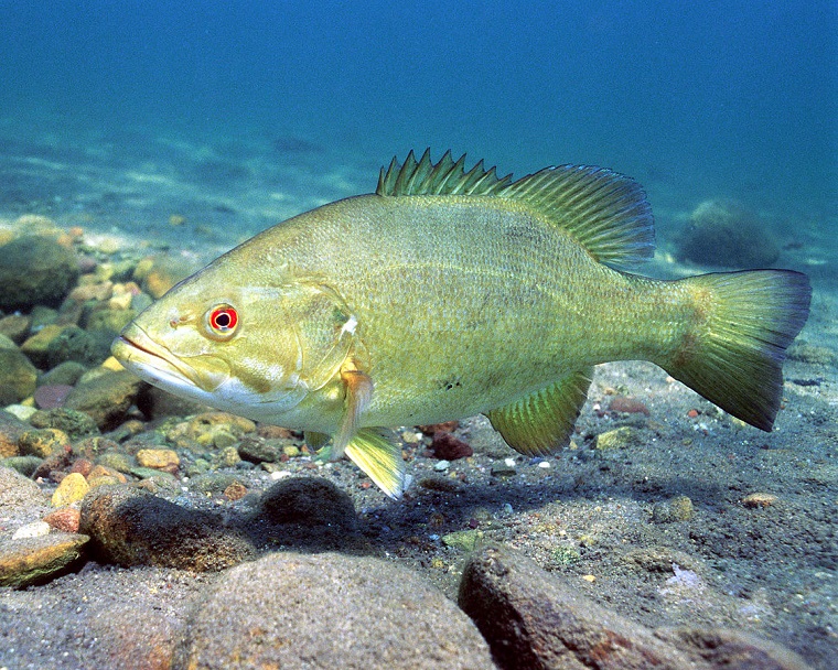 A predator fish in water swimming close to the bottom of the ocean
