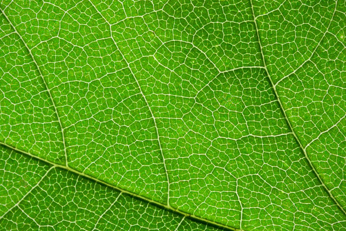 A close-up of a grean leaf