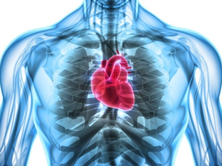 Illustration of the human heart inside the chest