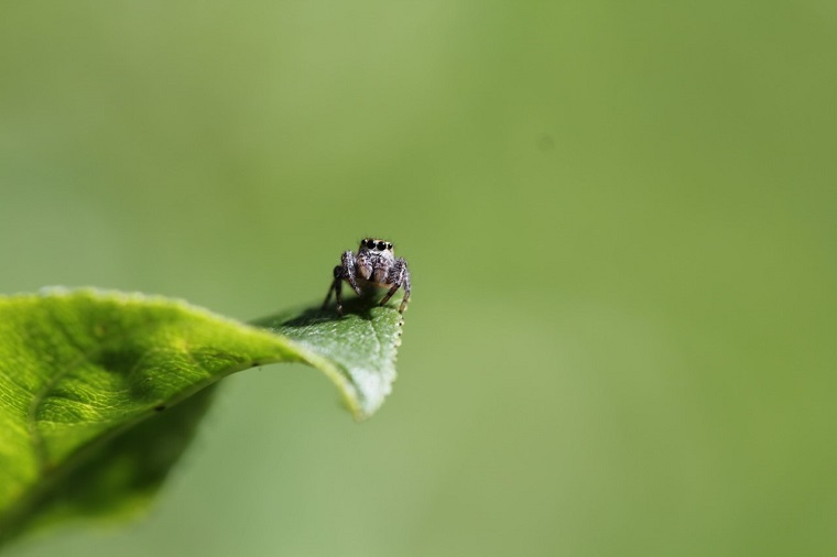 Jumping spider (Phidippus sp.) resting on a leaf (photo by Aleksandra Dolezal)
