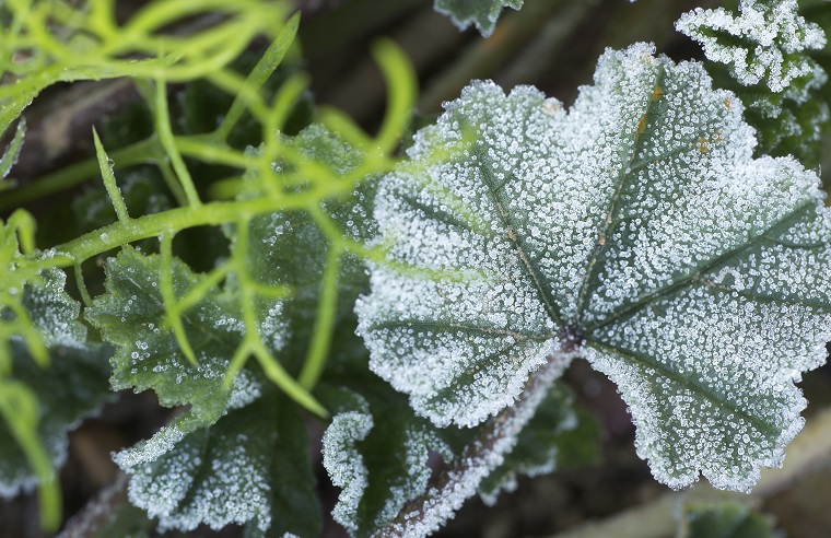 Generic picture of a plant with its leaves covered in ice