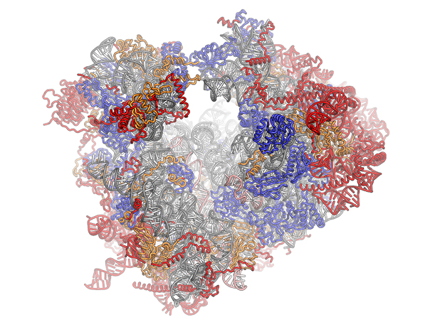 A model of a ribosome in a eukaryotic cell (image by Fvoigtsh, CC BY-SA 3.0)