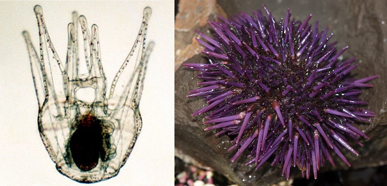 The purple sea urchin as a microscopic larva (left) and in its more familiar adult form (images are not to scale) 