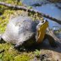 Blanding’s turtle, an at-risk species, in Kejimkujik National Park (photo by Andrew Cannizzaro’ CC BY 2.0)