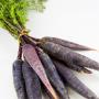 A bunch of purple carrots with leaves