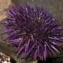 A purple sea urchin in the water