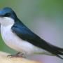 Tree swallow (bird)