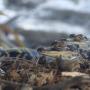 Baby alligators on a rocky surface