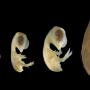 Showing various stages of embryo development of a chicken