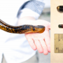 Researcher holding an adult sea lamprey