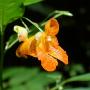 An orange jewelweed “open” flower (Photo by Fritz Geller-Grimm, CC BY-SA 2.5)