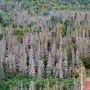 Trees killed by the spruce budworm during a cyclical outbreak (photo by the USDA Forest Service)