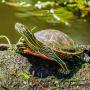 A western painted turtle