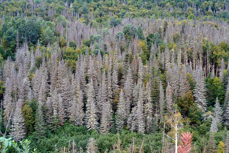 Trees killed by the spruce budworm during a cyclical outbreak  (photo by the USDA Forest Service) 