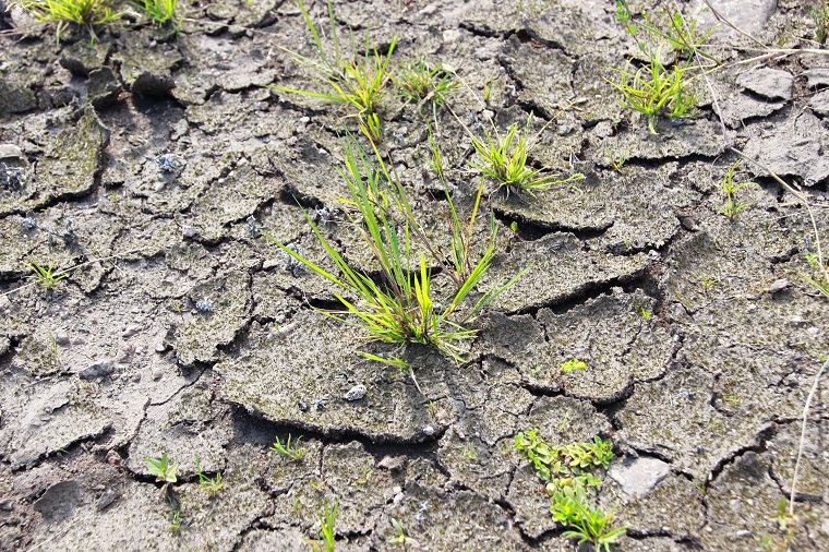 Grassy plants growing on dry soil