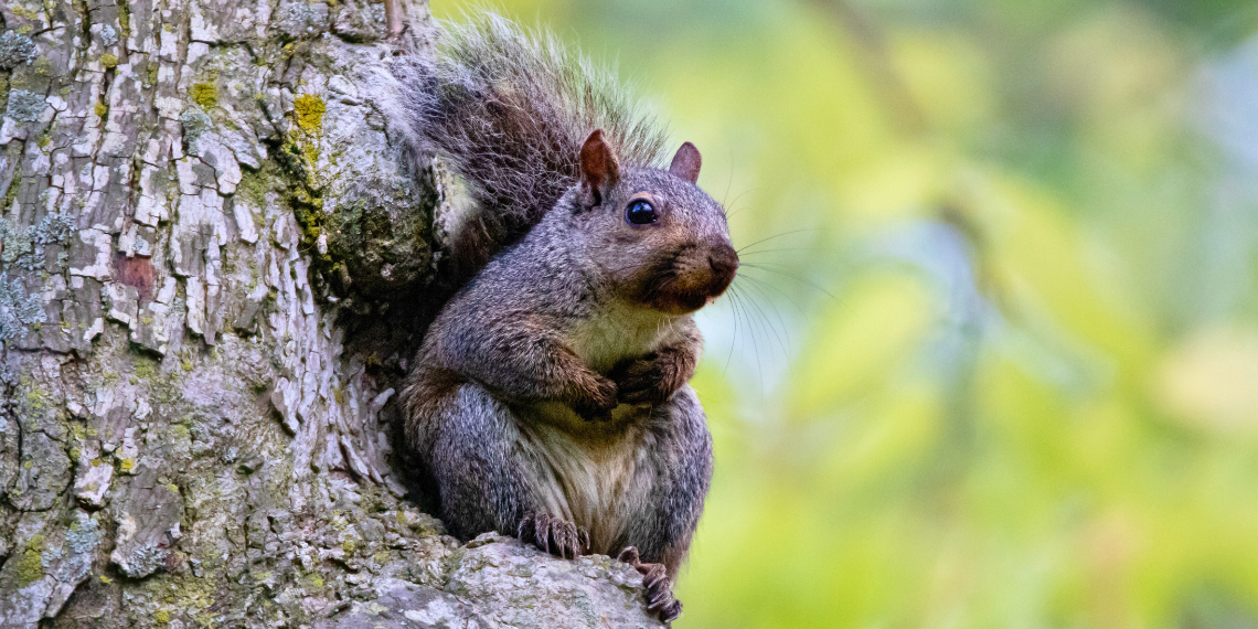 Grey squirrel in tree