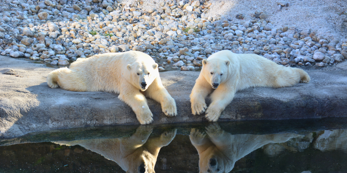 polar bears in a zoo